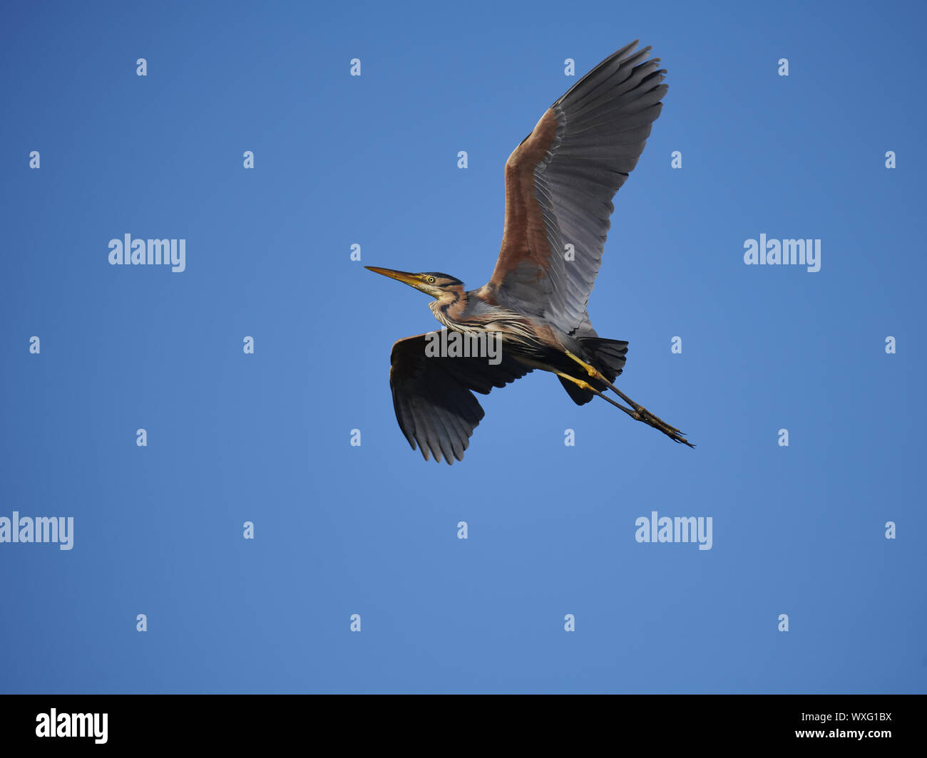 Airone rosso Foto Stock