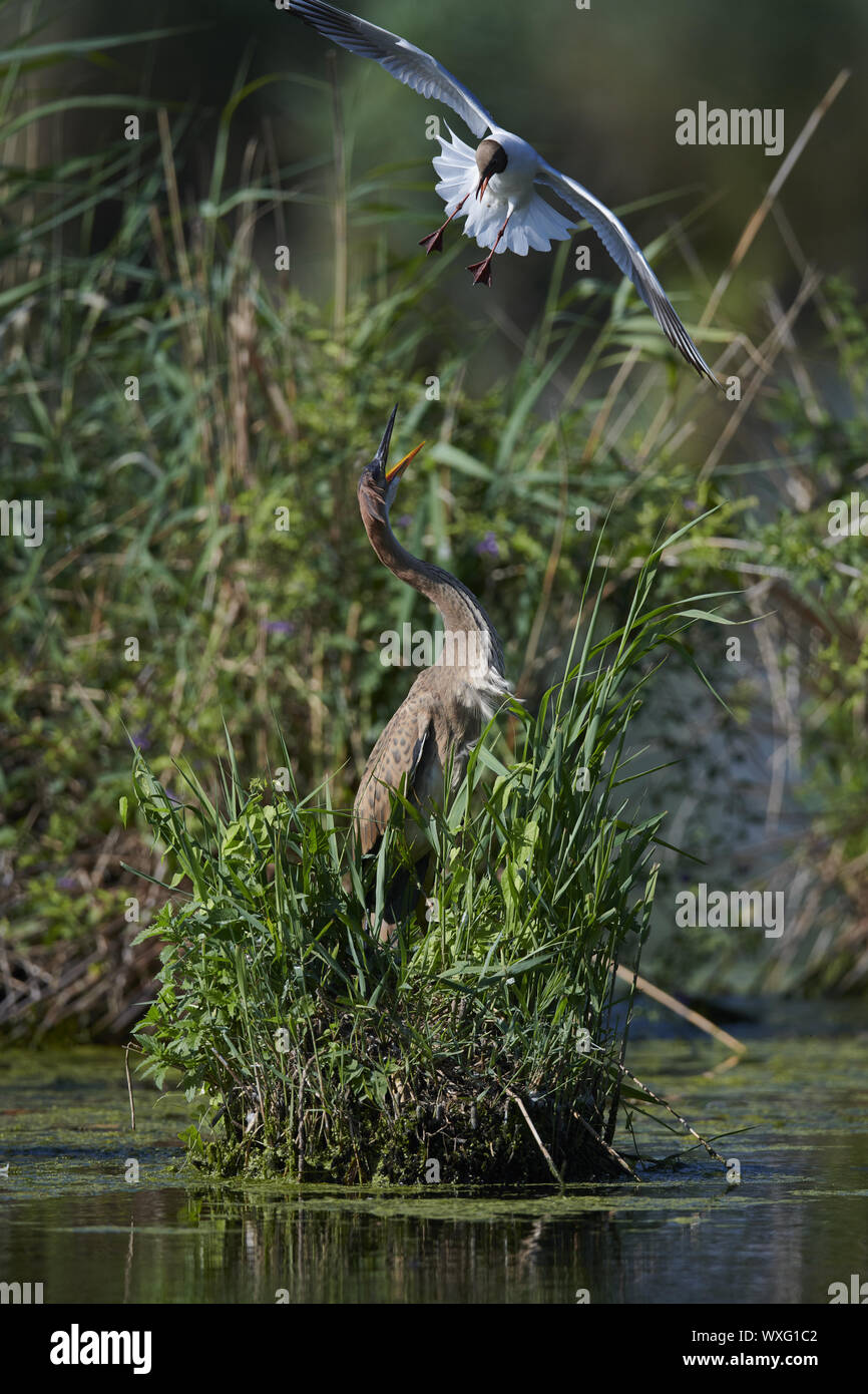 Airone rosso Foto Stock