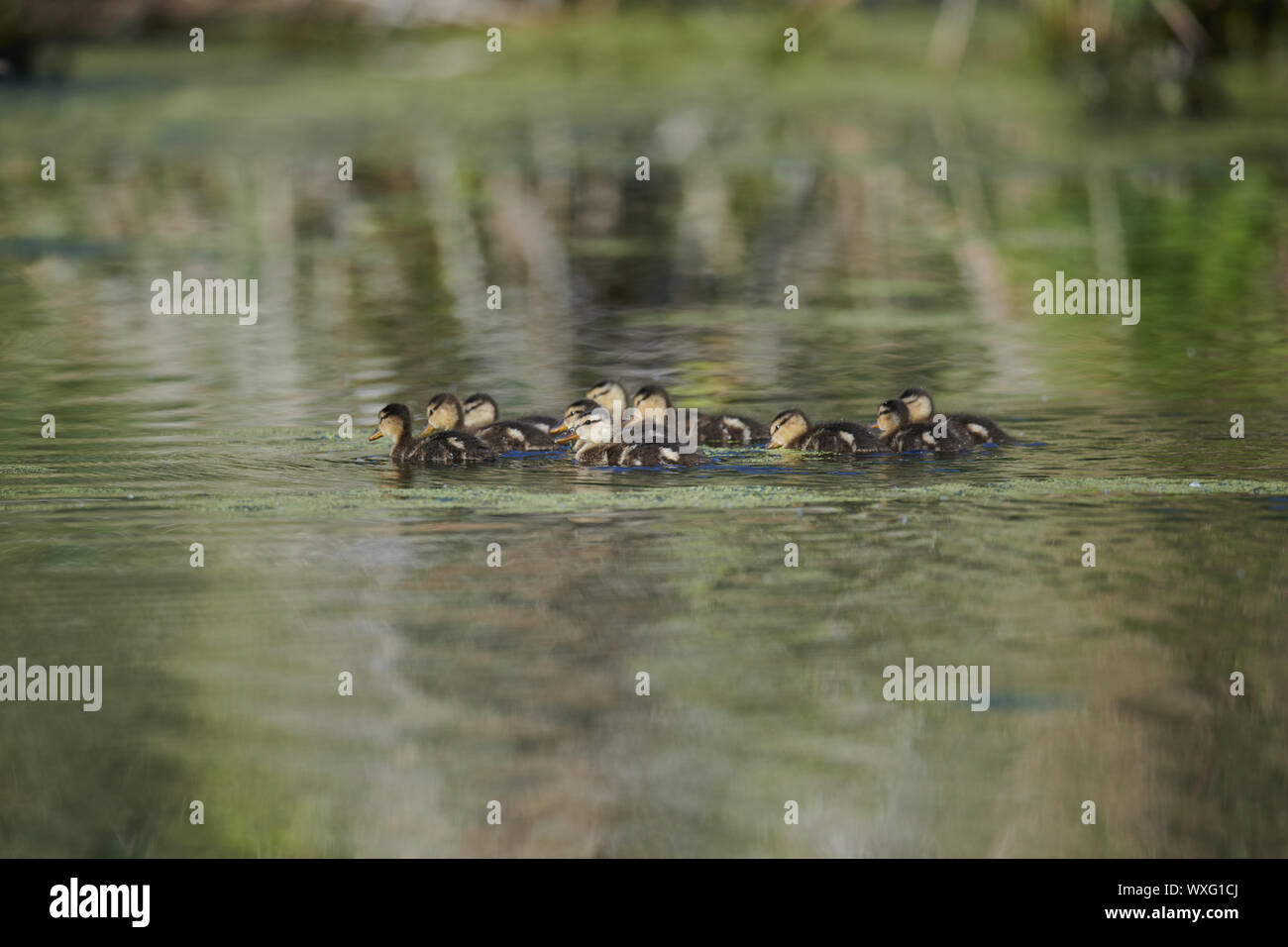 Airone rosso Foto Stock