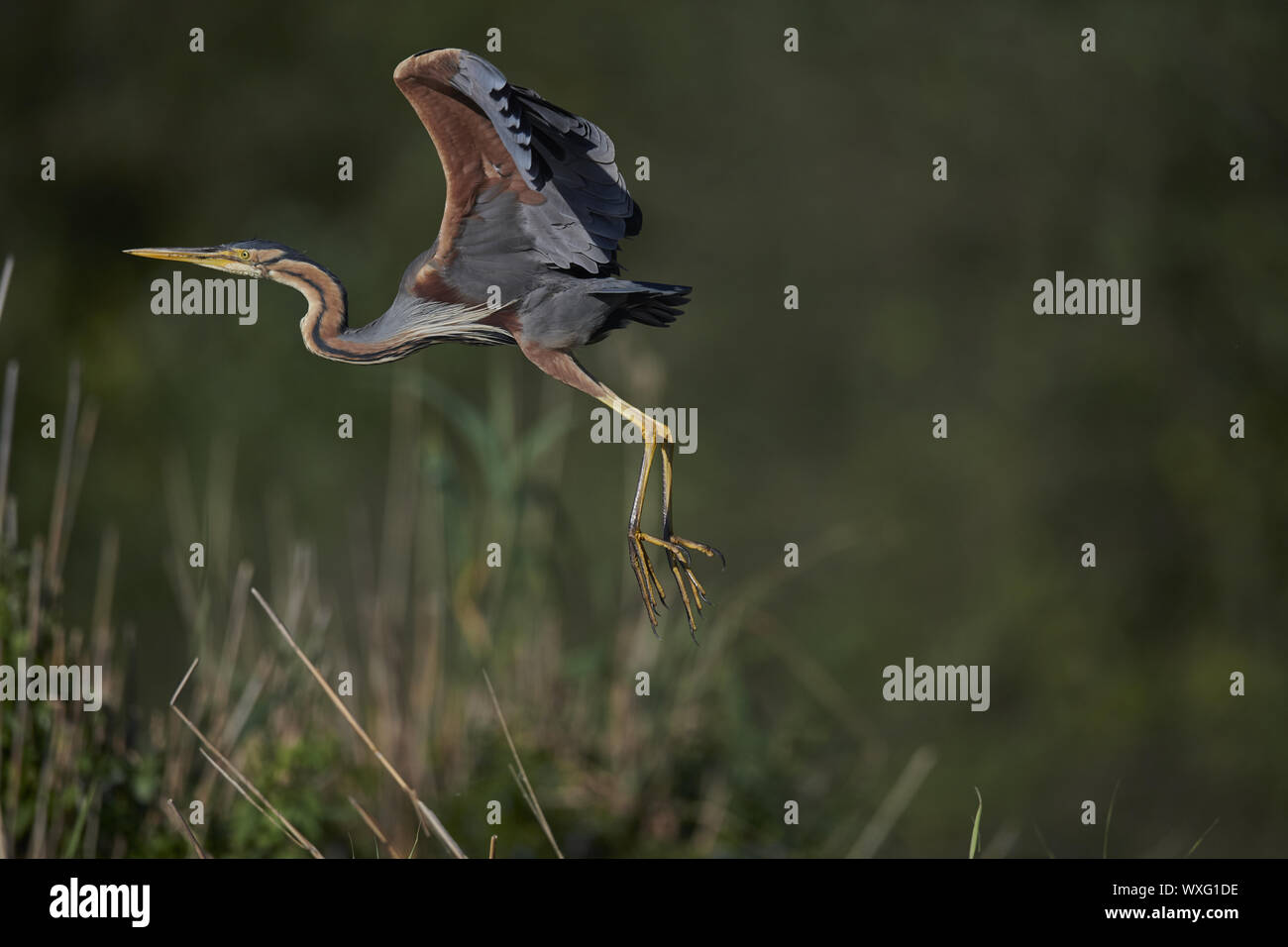 Airone rosso Foto Stock