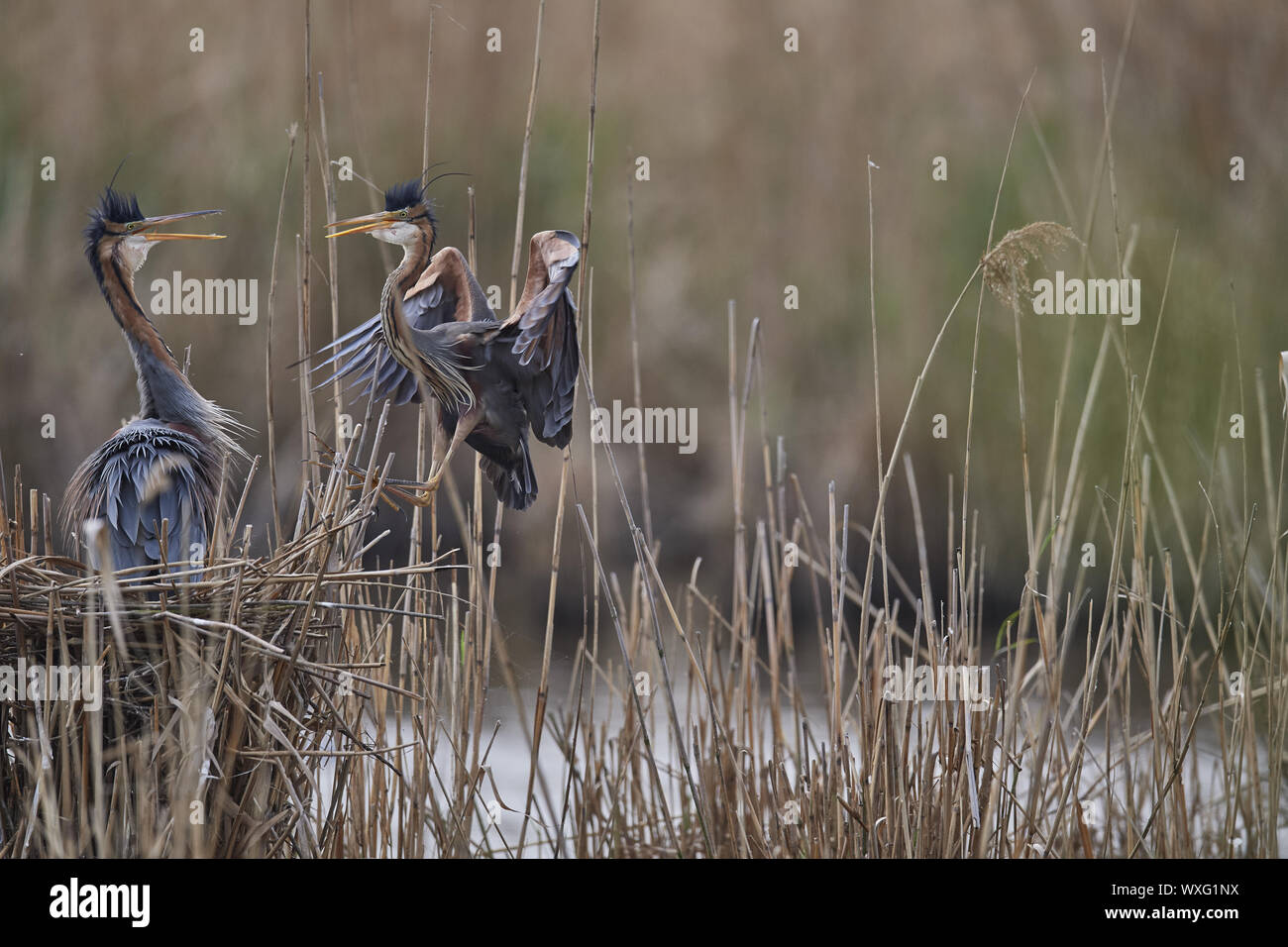 Airone rosso Foto Stock