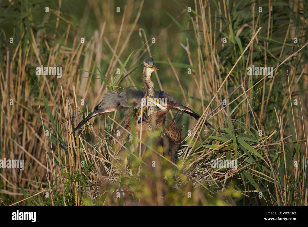 Airone rosso Foto Stock
