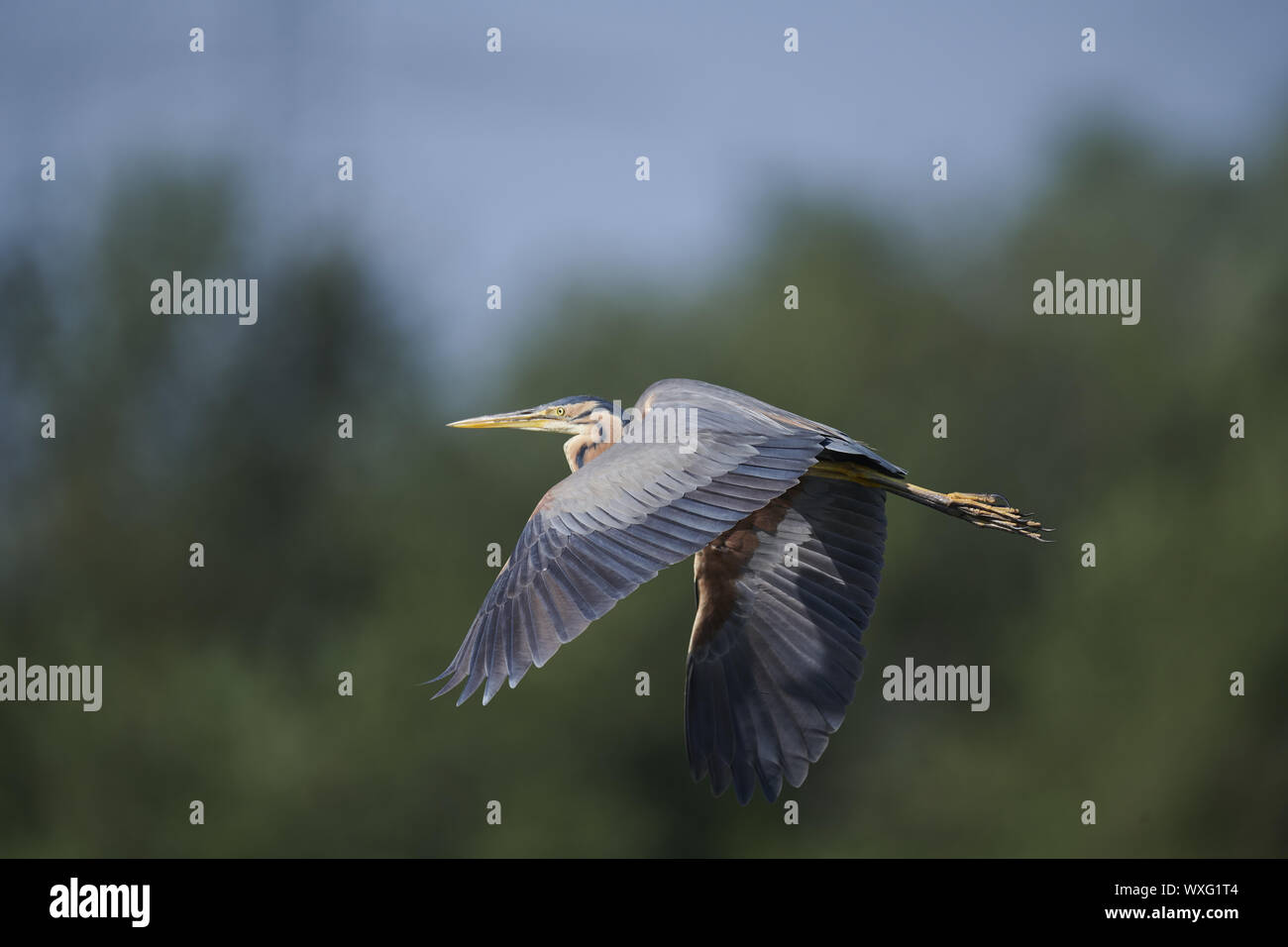 Airone rosso Foto Stock