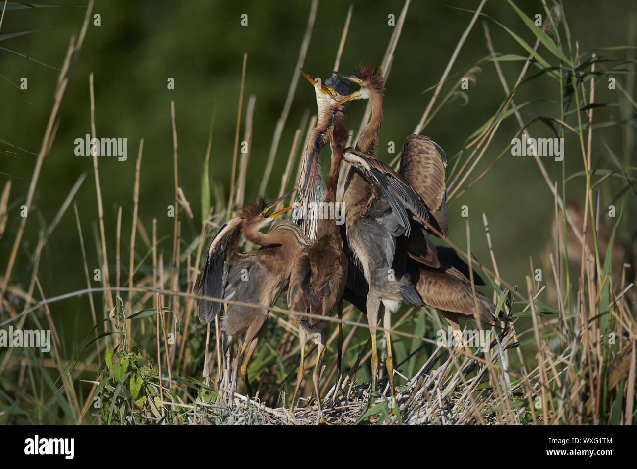 Airone rosso Foto Stock