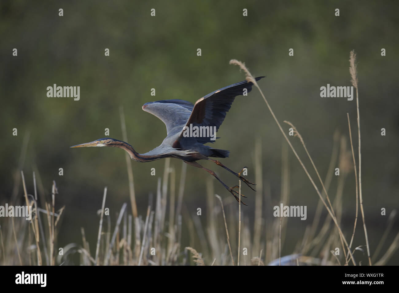 Airone rosso Foto Stock