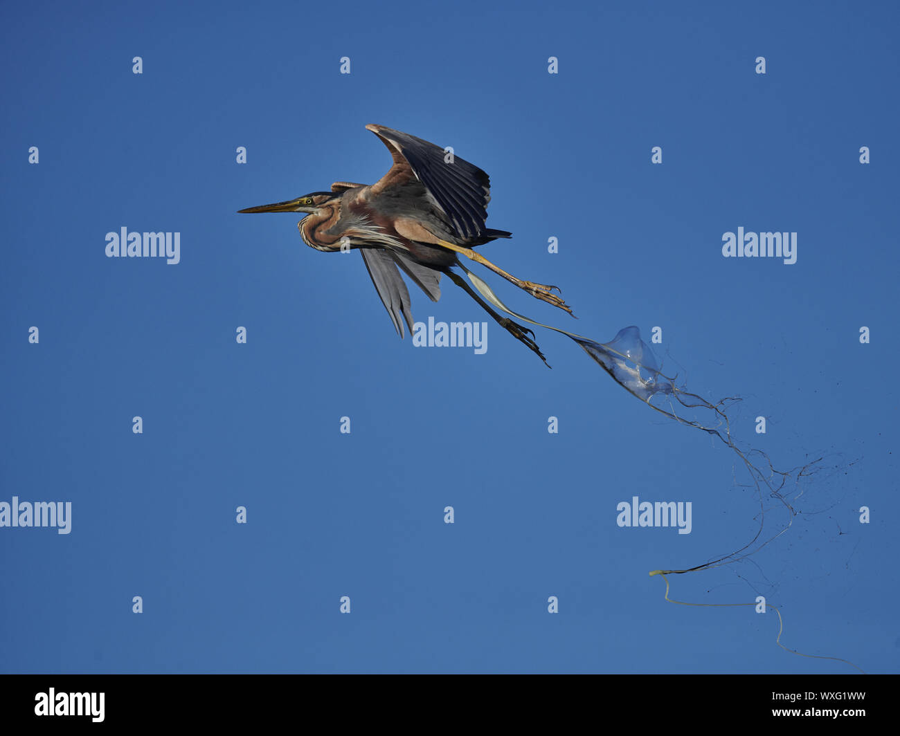 Airone rosso Foto Stock