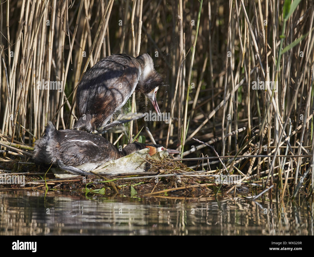 Svasso maggiore Foto Stock