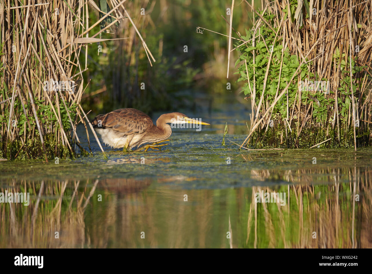 Airone rosso Foto Stock