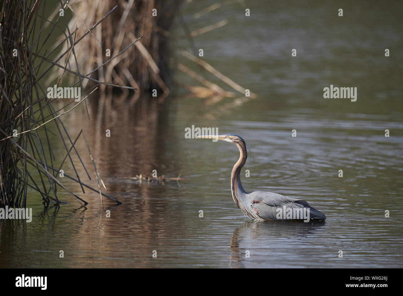 Airone rosso Foto Stock