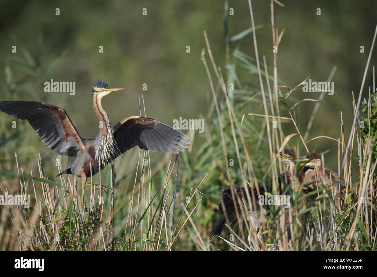 Airone rosso Foto Stock