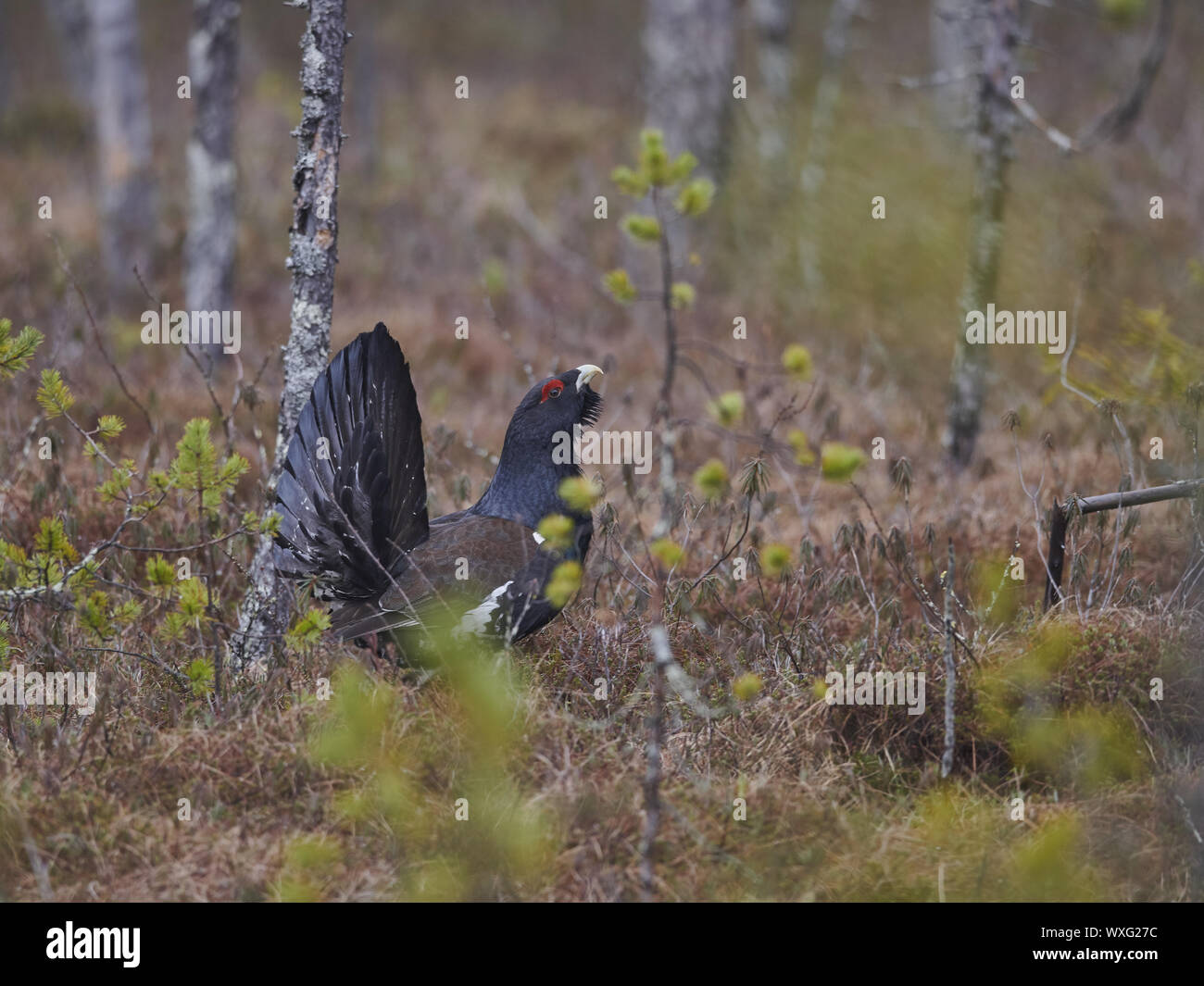 Gallo cedrone Foto Stock