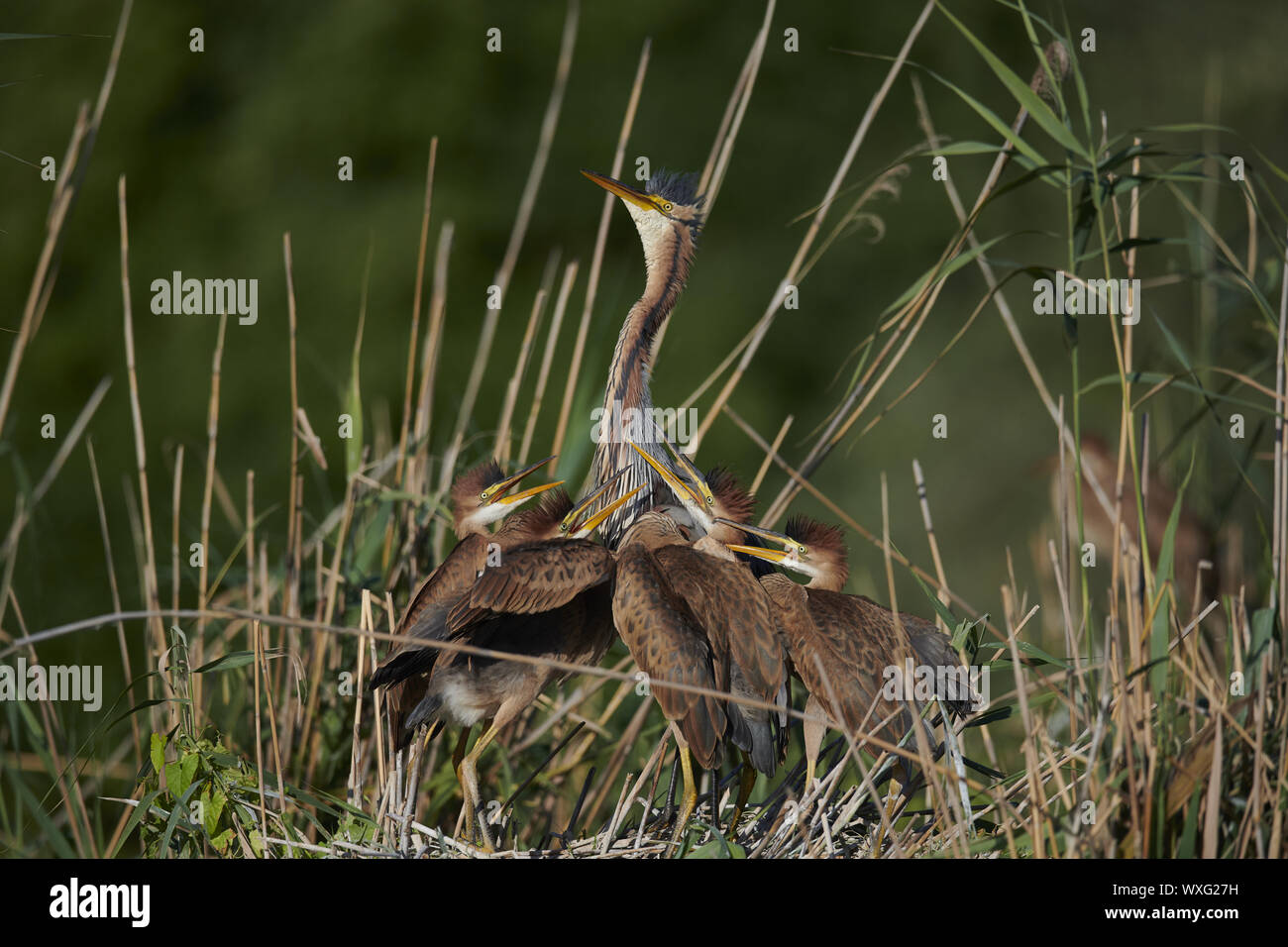 Airone rosso Foto Stock