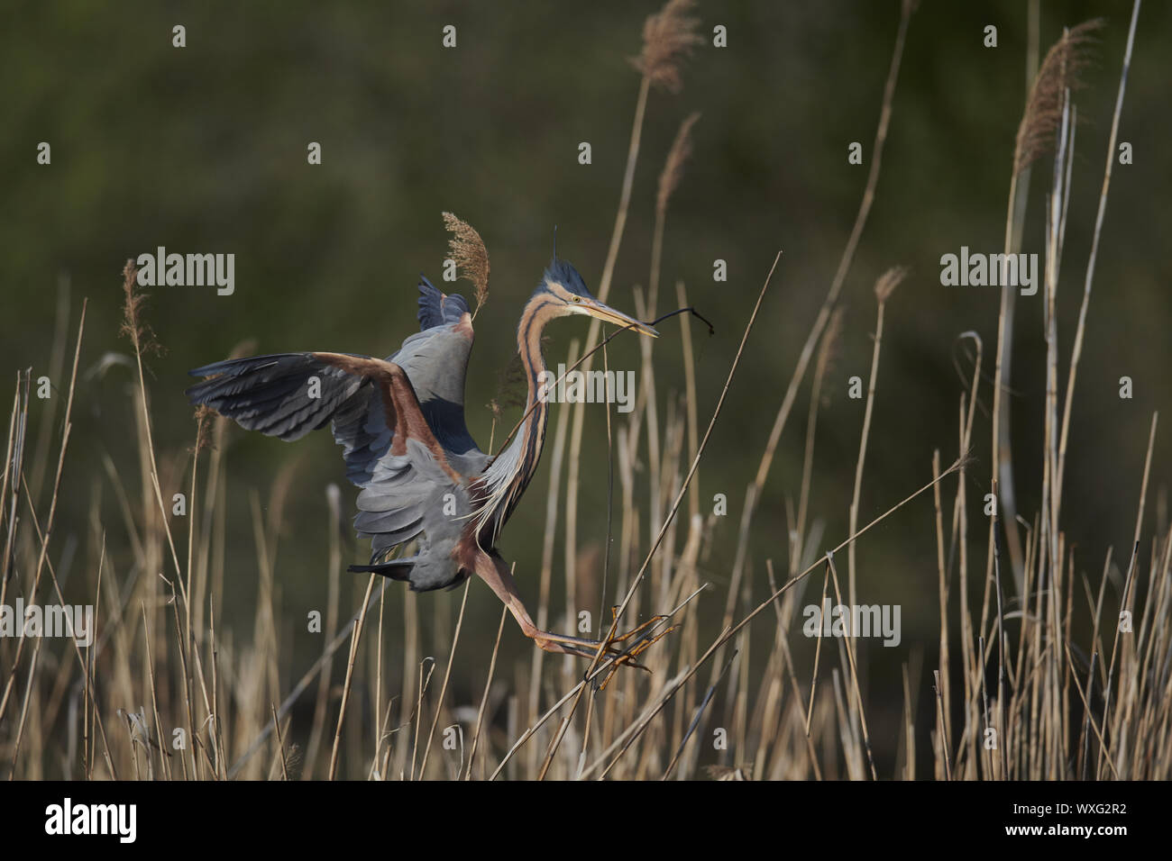 Airone rosso Foto Stock