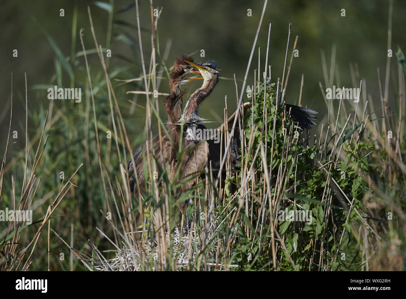 Airone rosso Foto Stock
