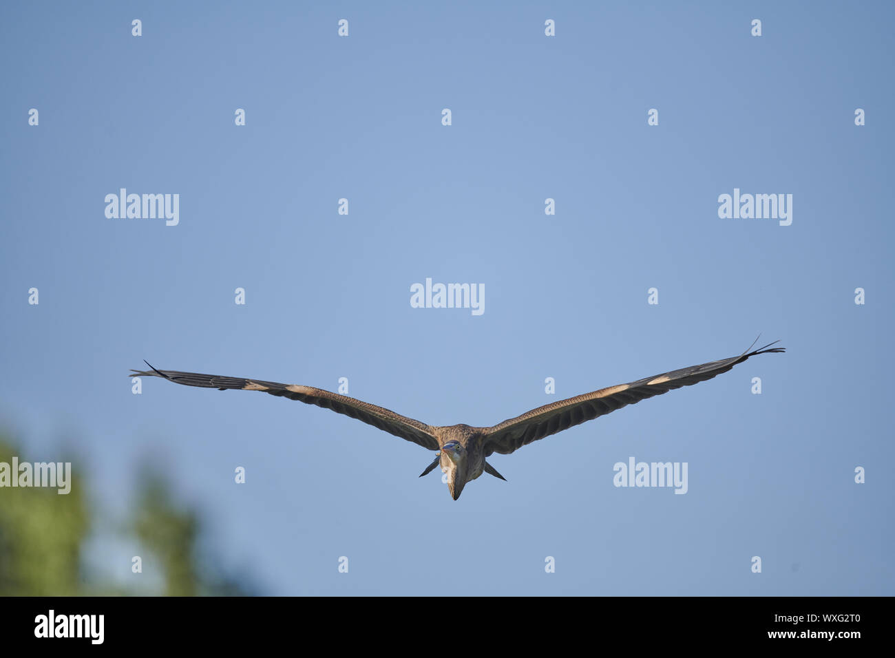 Airone rosso Foto Stock