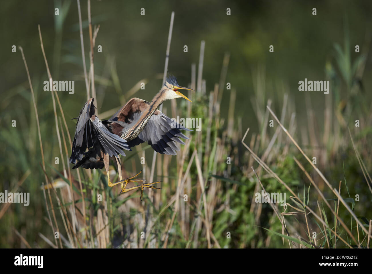 Airone rosso Foto Stock