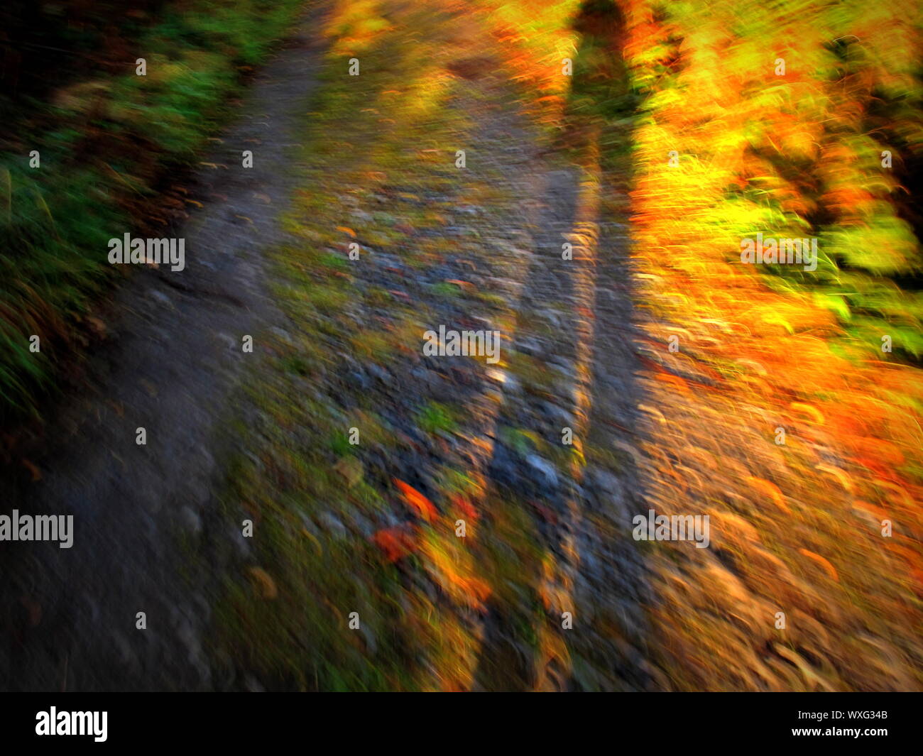 Ombra lunga riflessione di un walker in una foresta, immagine sfocata, molto colorato Foto Stock