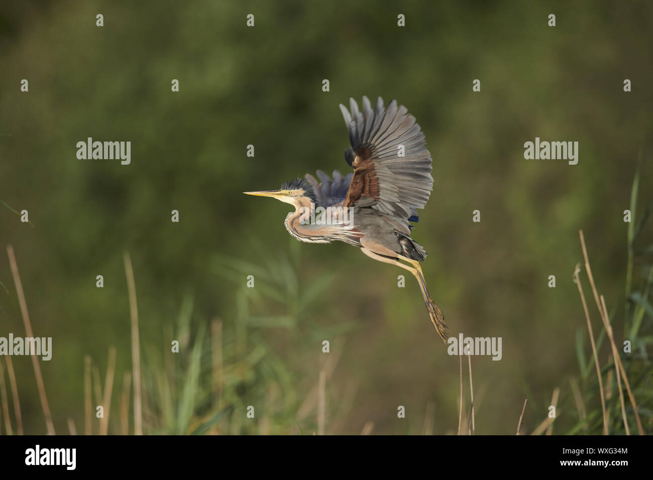 Airone rosso Foto Stock
