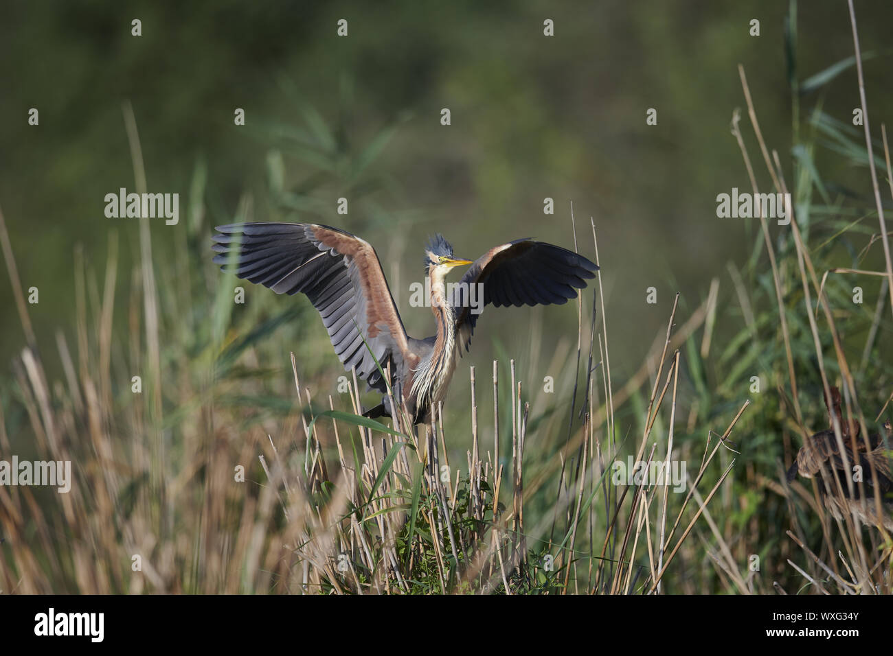 Airone rosso Foto Stock