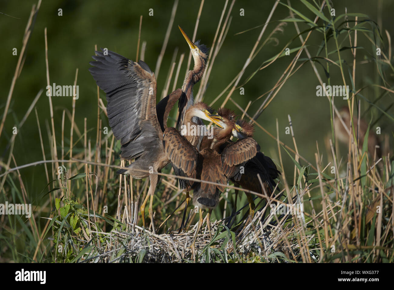 Airone rosso Foto Stock