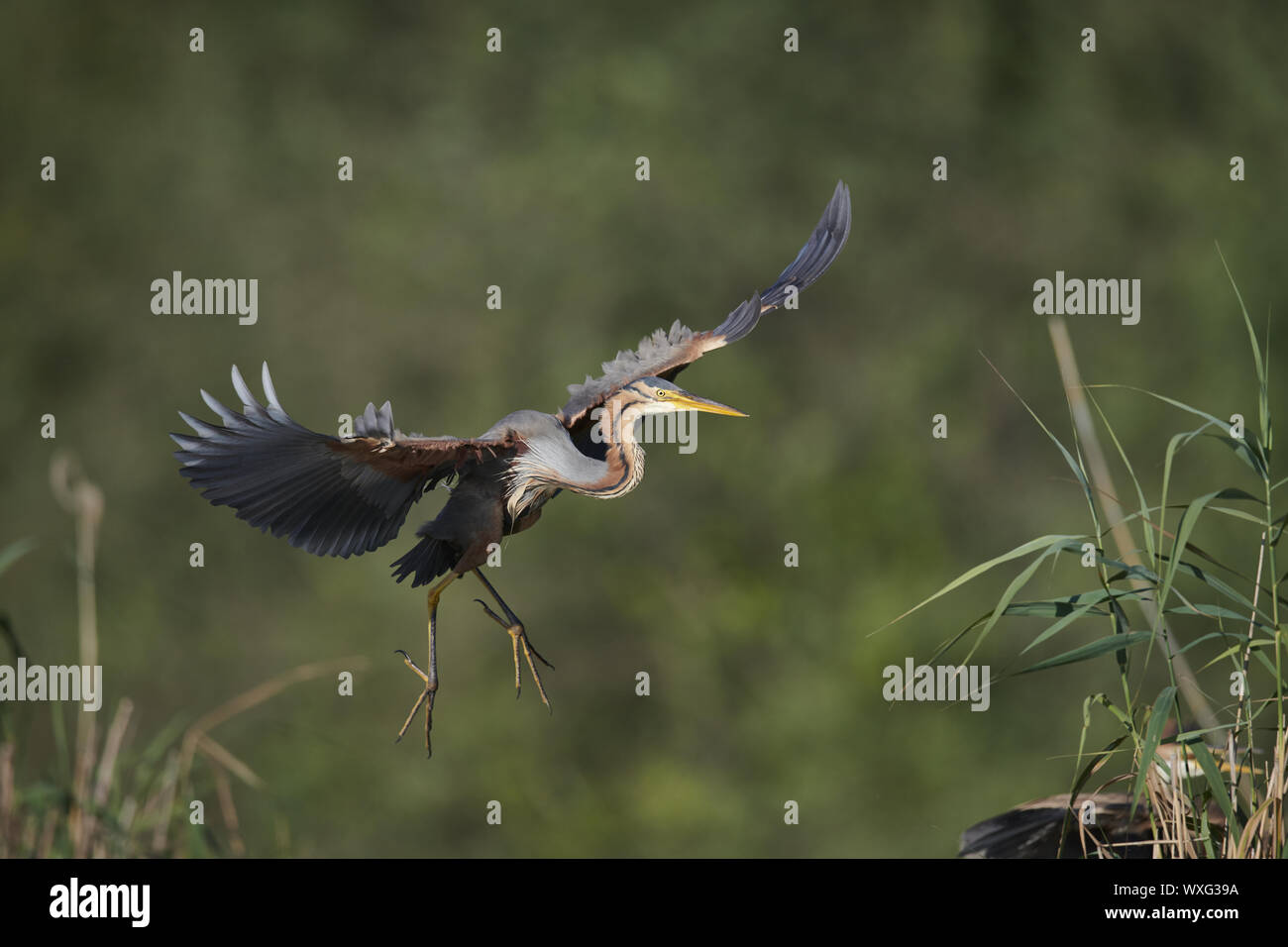 Airone rosso Foto Stock