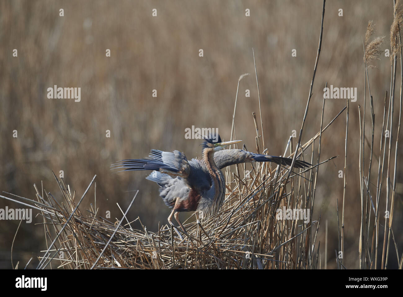 Airone rosso Foto Stock