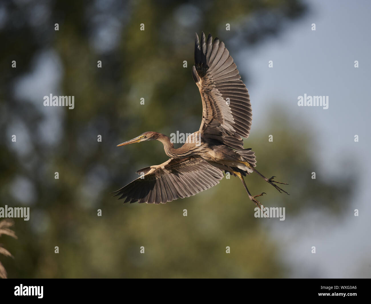 Airone rosso Foto Stock