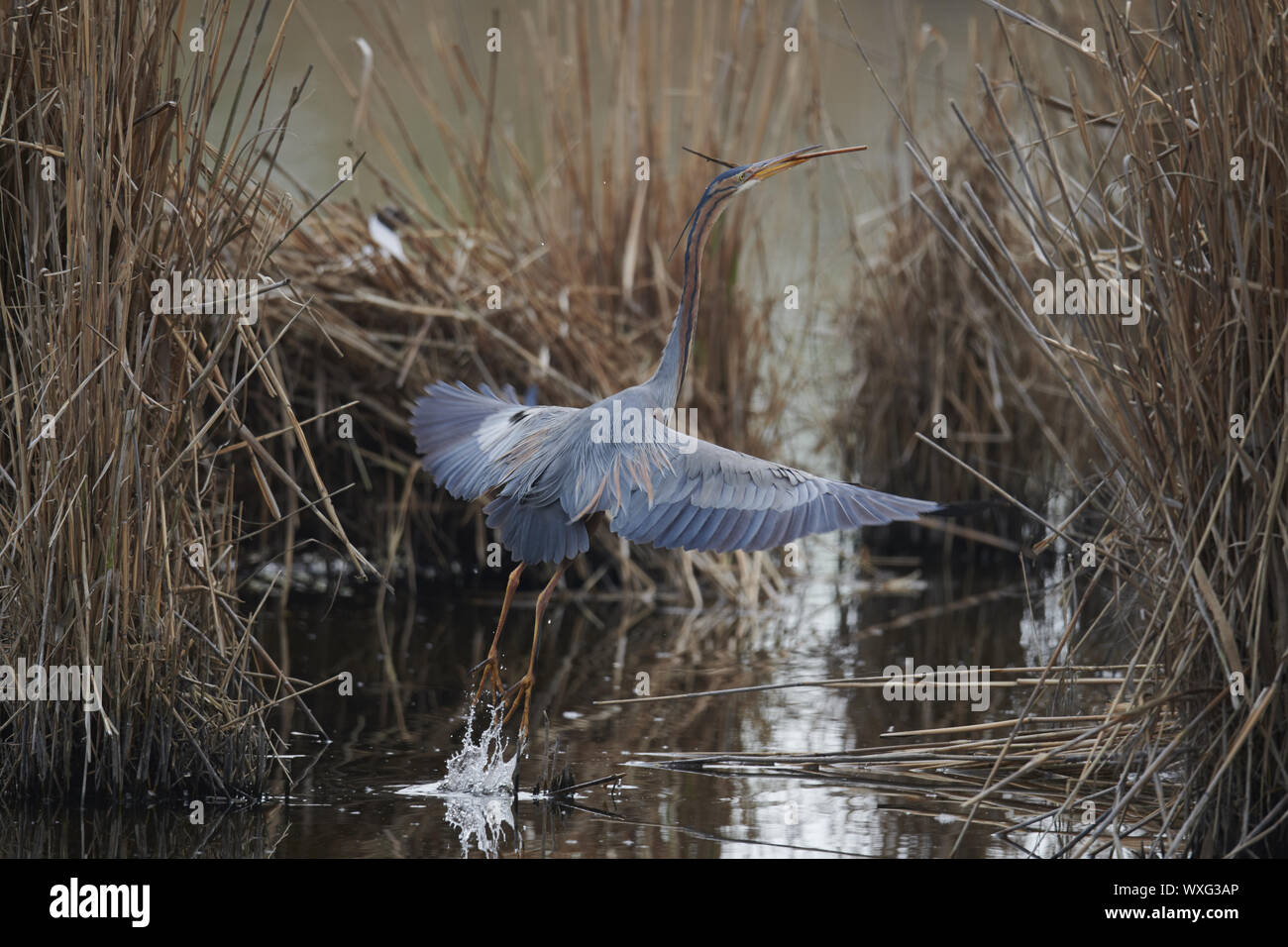 Airone rosso Foto Stock