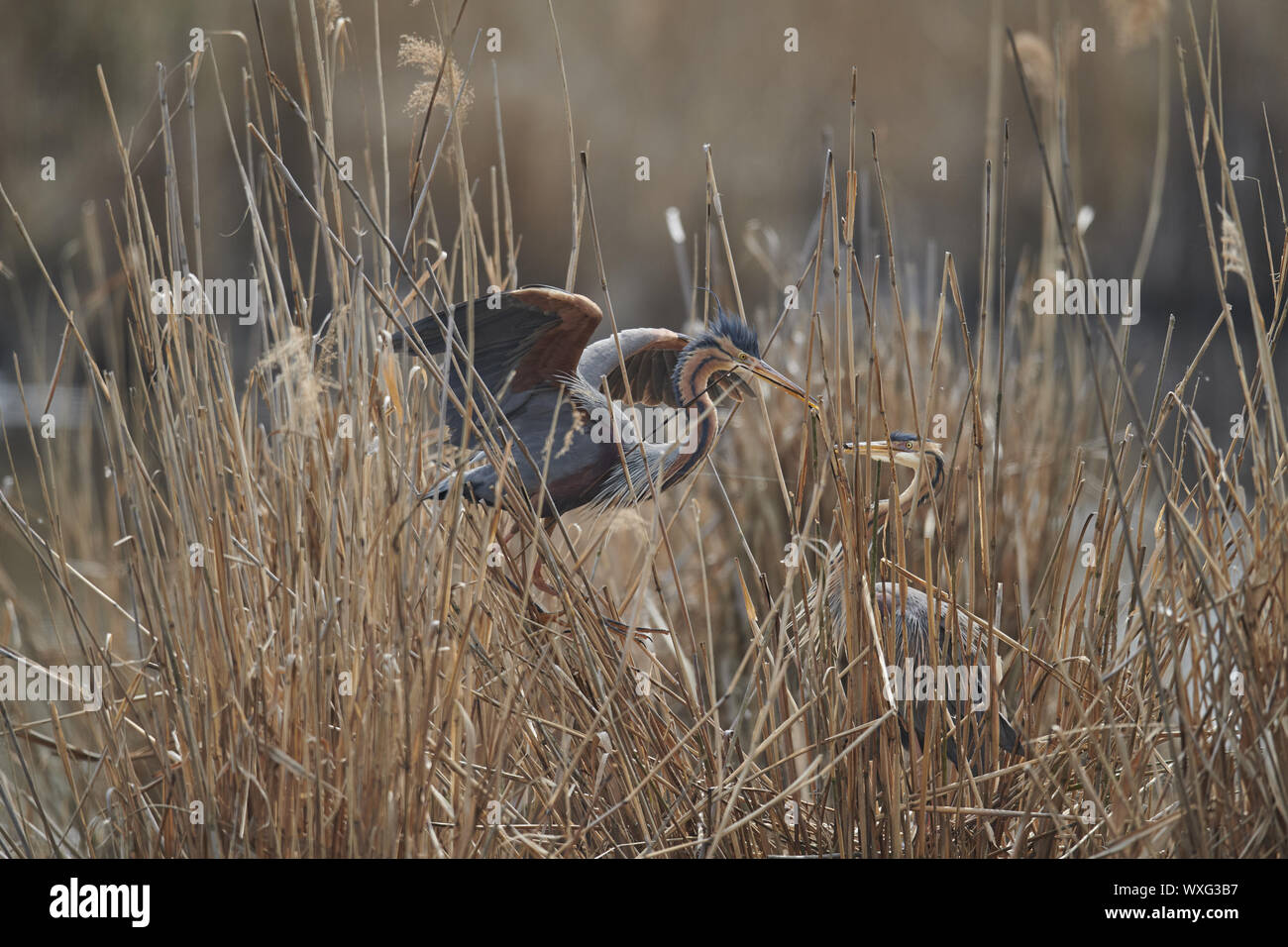 Airone rosso Foto Stock