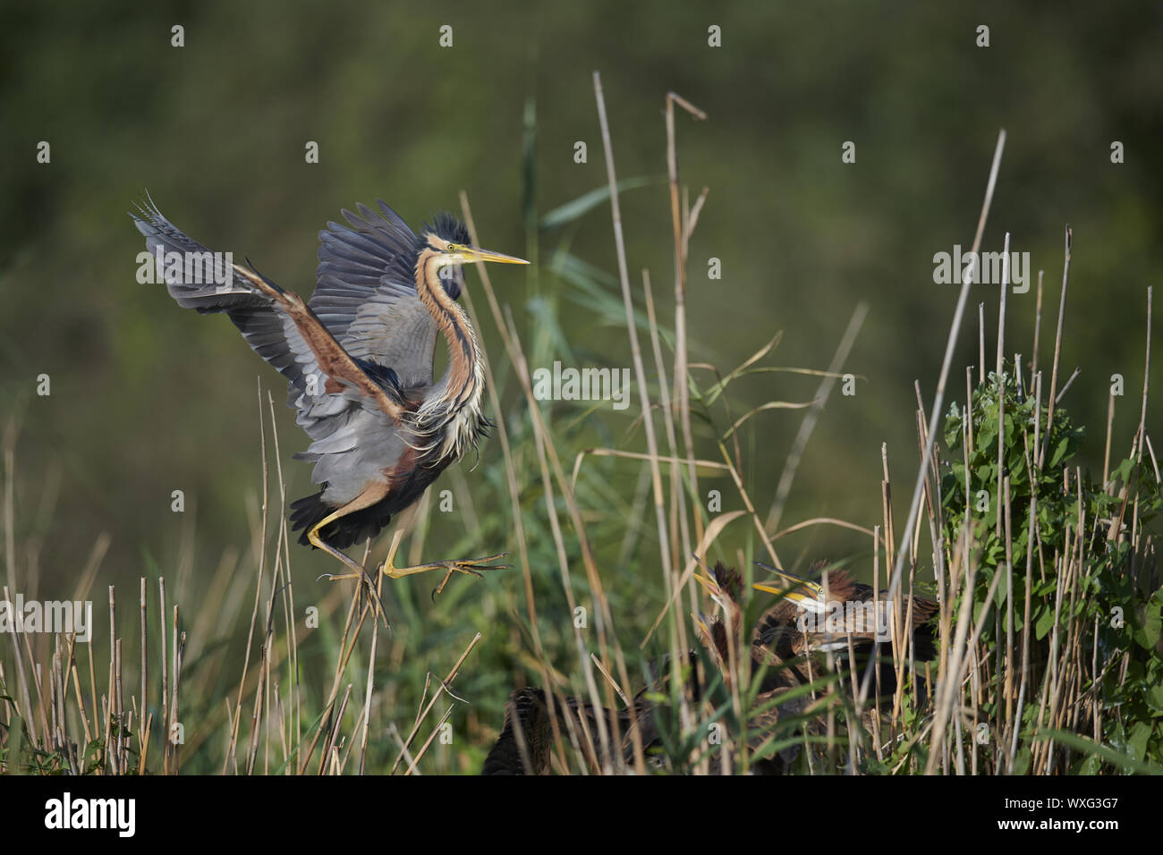 Airone rosso Foto Stock