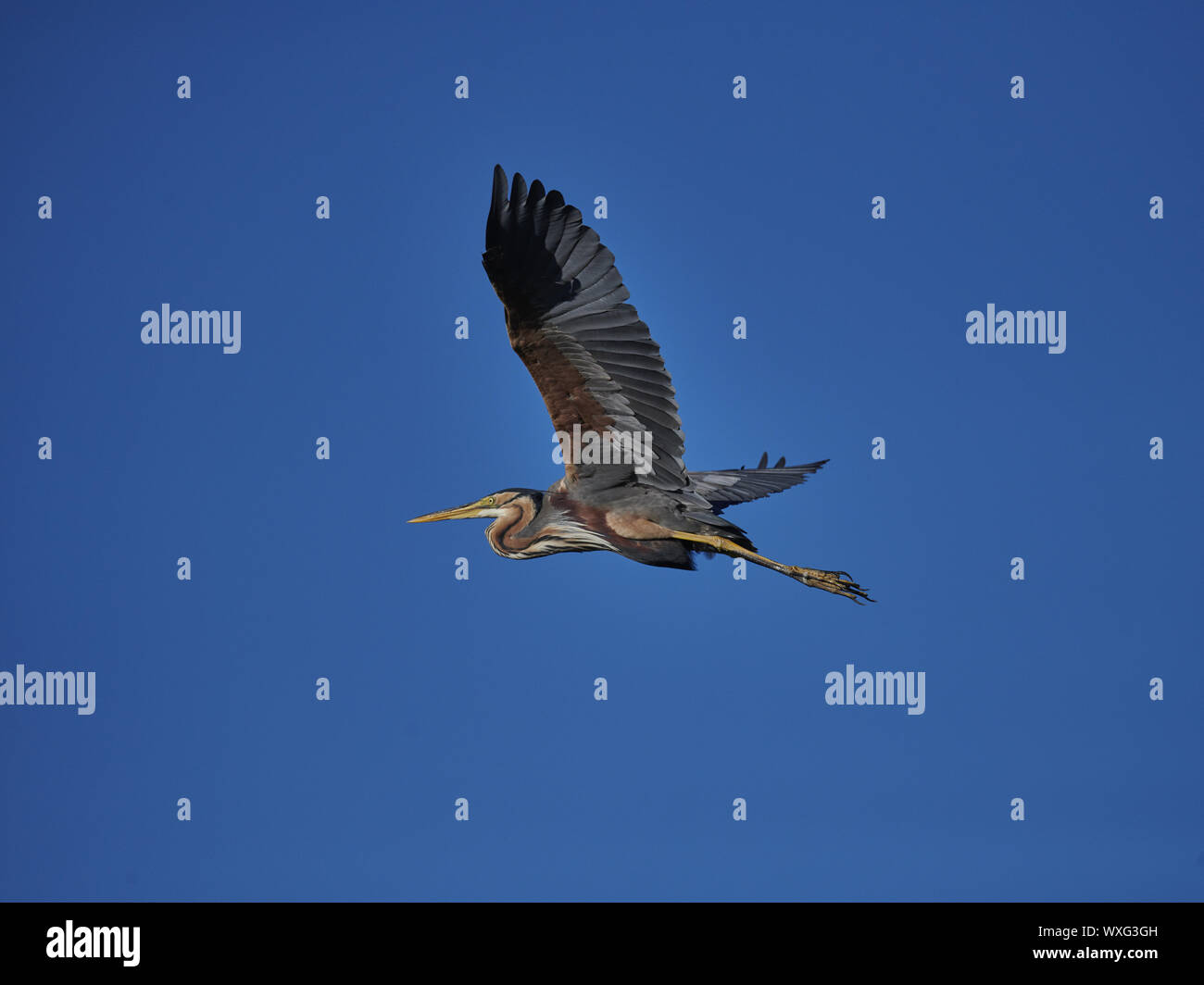 Airone rosso Foto Stock