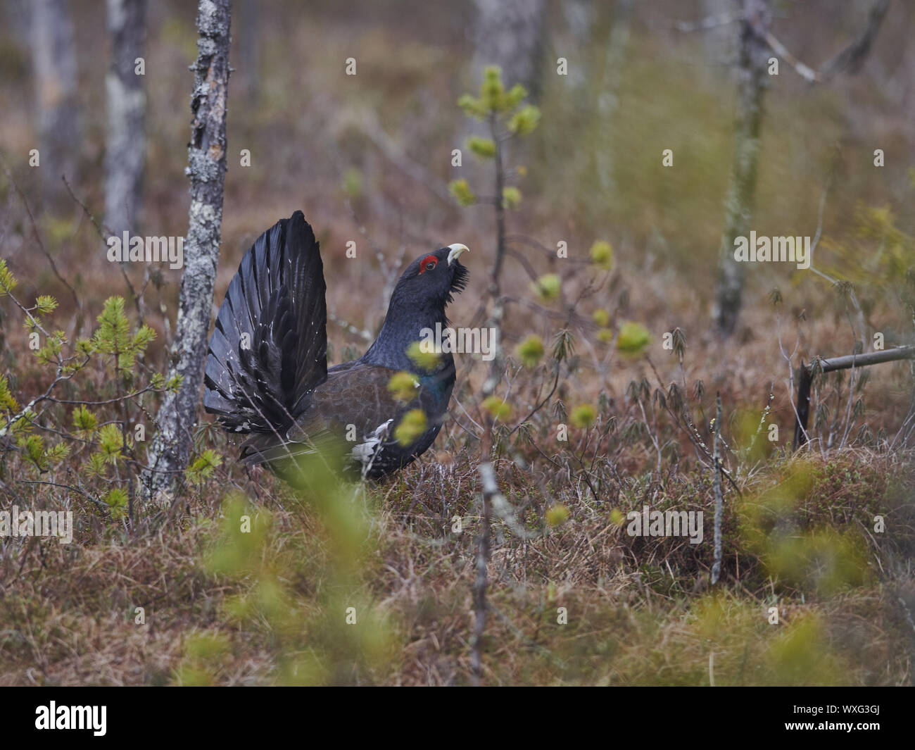 Gallo cedrone Foto Stock