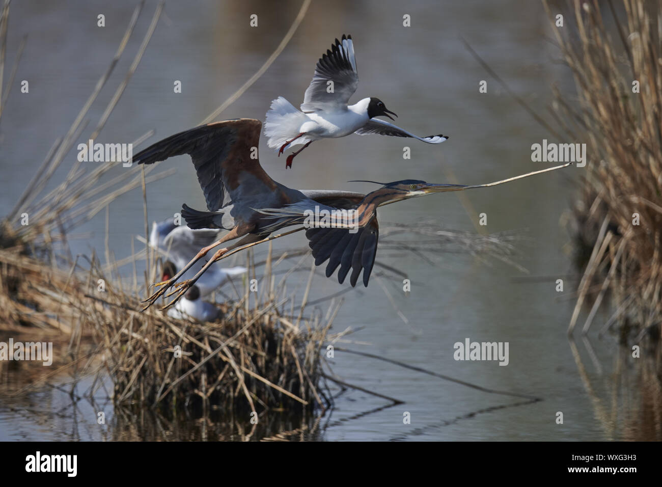 Airone rosso Foto Stock
