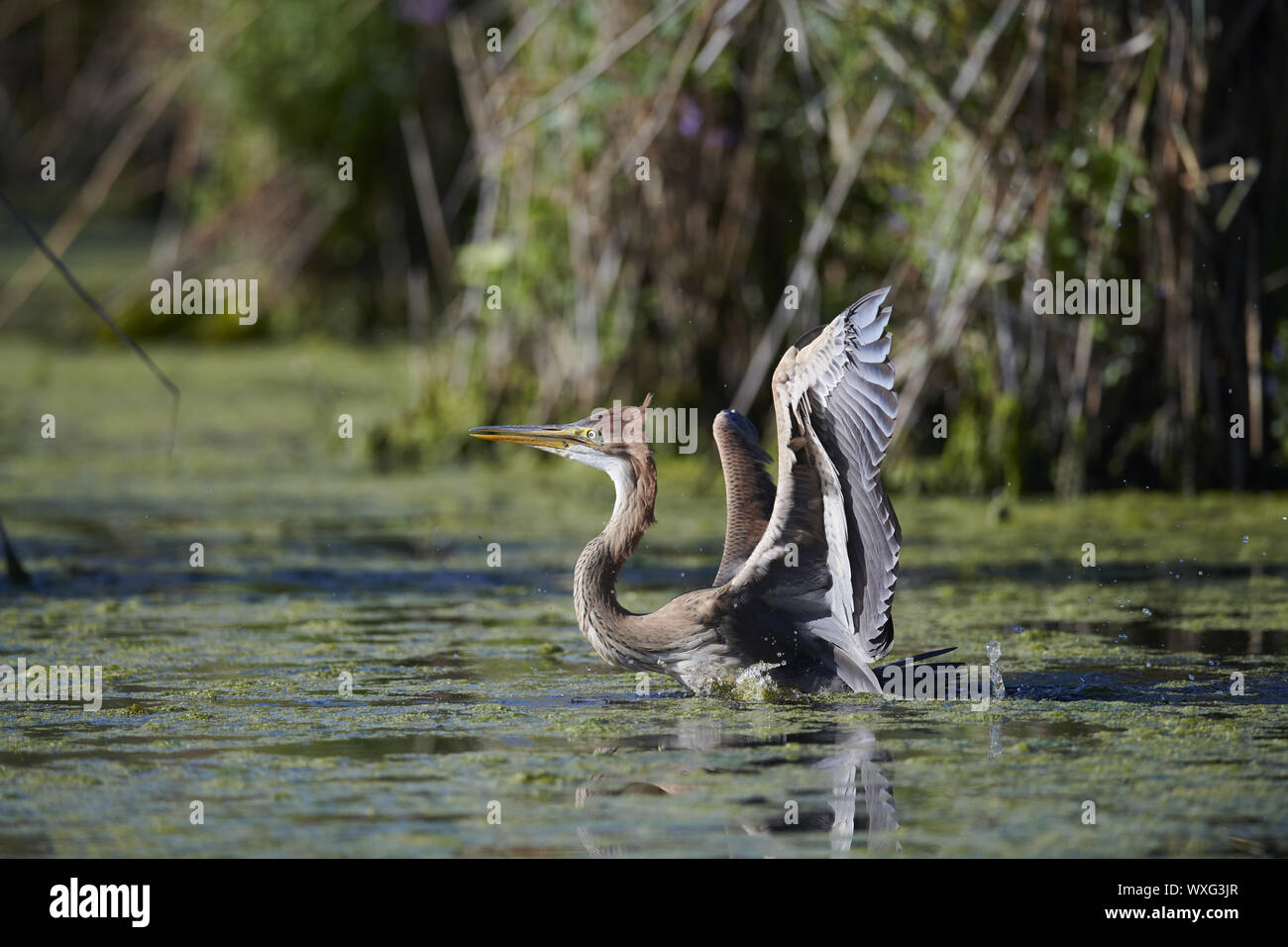 Airone rosso Foto Stock