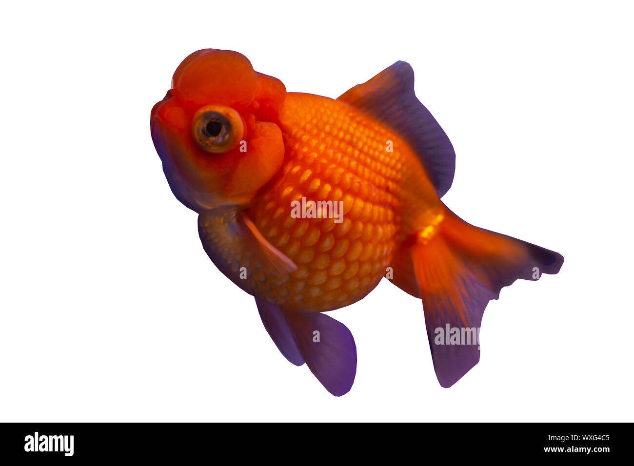 Scale di perla goldfish isolati su sfondo bianco Foto Stock