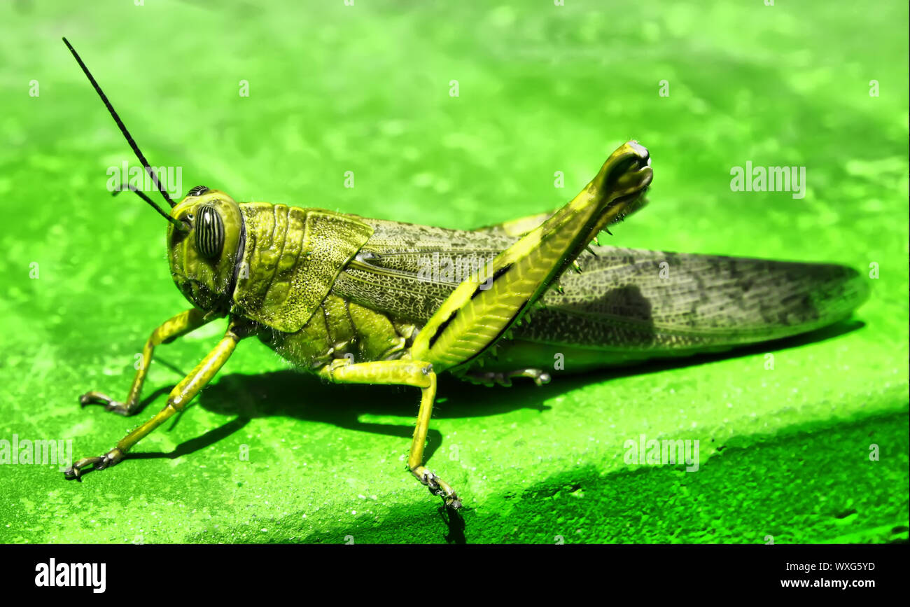 Questa è una foto di una cavalletta verde su sfondo verde Foto Stock