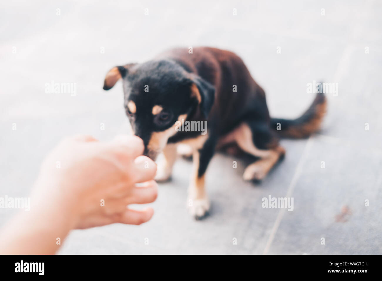 Blur immagine della mano destra gesticolando a un cane nero seduto sul pavimento. Foto insoliti per gli sfondi o altri concetti. Copia dello spazio. Foto Stock