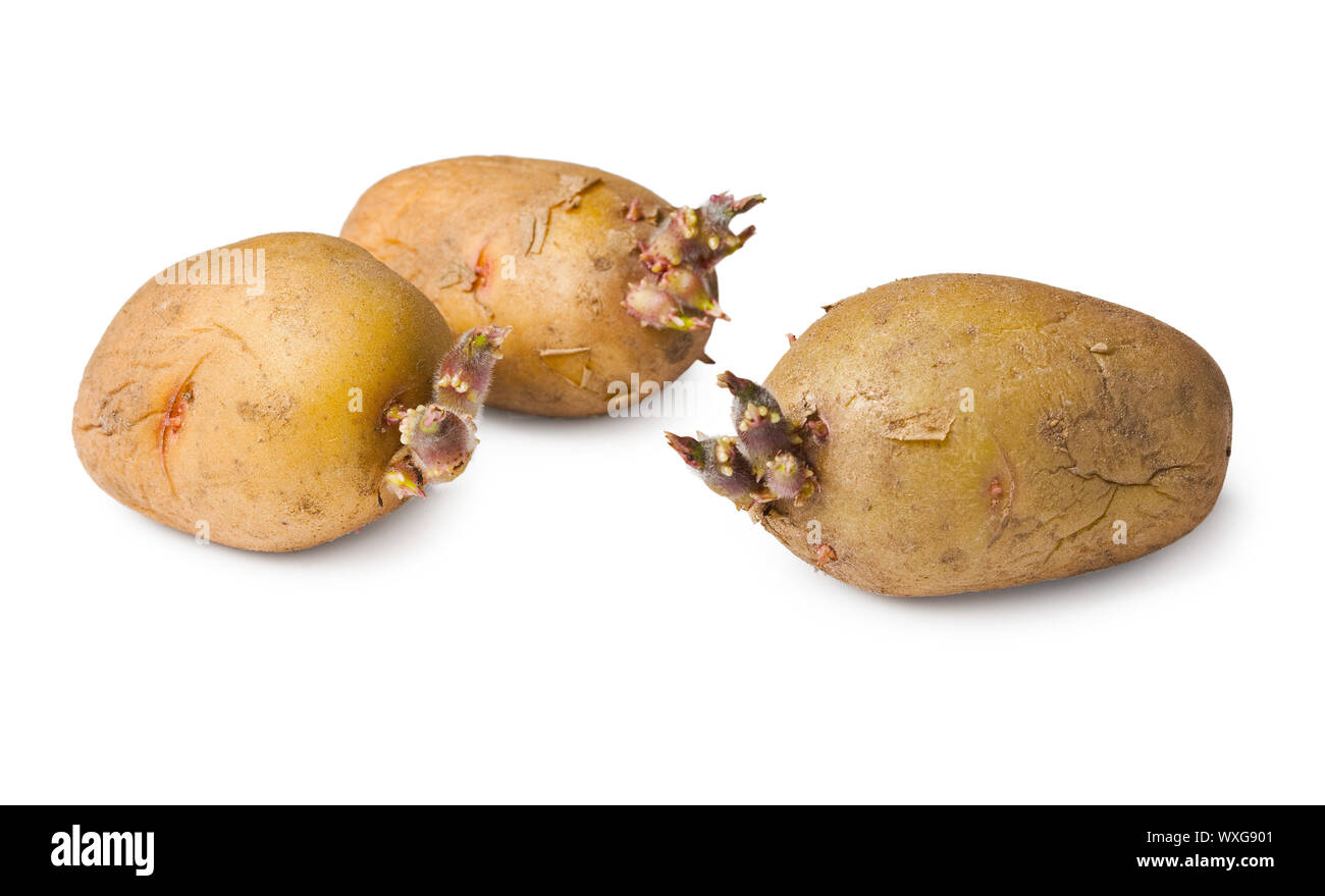 Semi di patata - tre tuberi su sfondo bianco Foto Stock