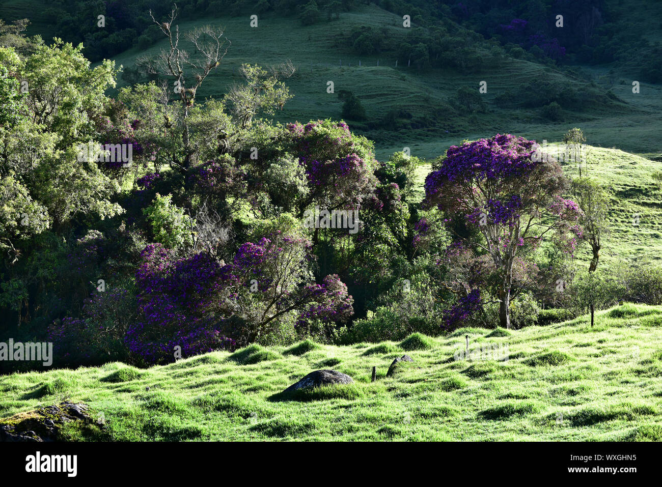 Lussureggiante vegetazione nel Parco Nazionale di Los Nevados. Cocora Valley, Colombia Foto Stock