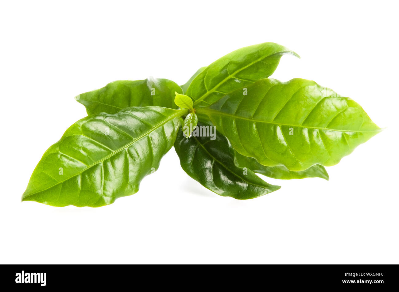 Foglie di albero di caffè isolato su bianco Foto Stock