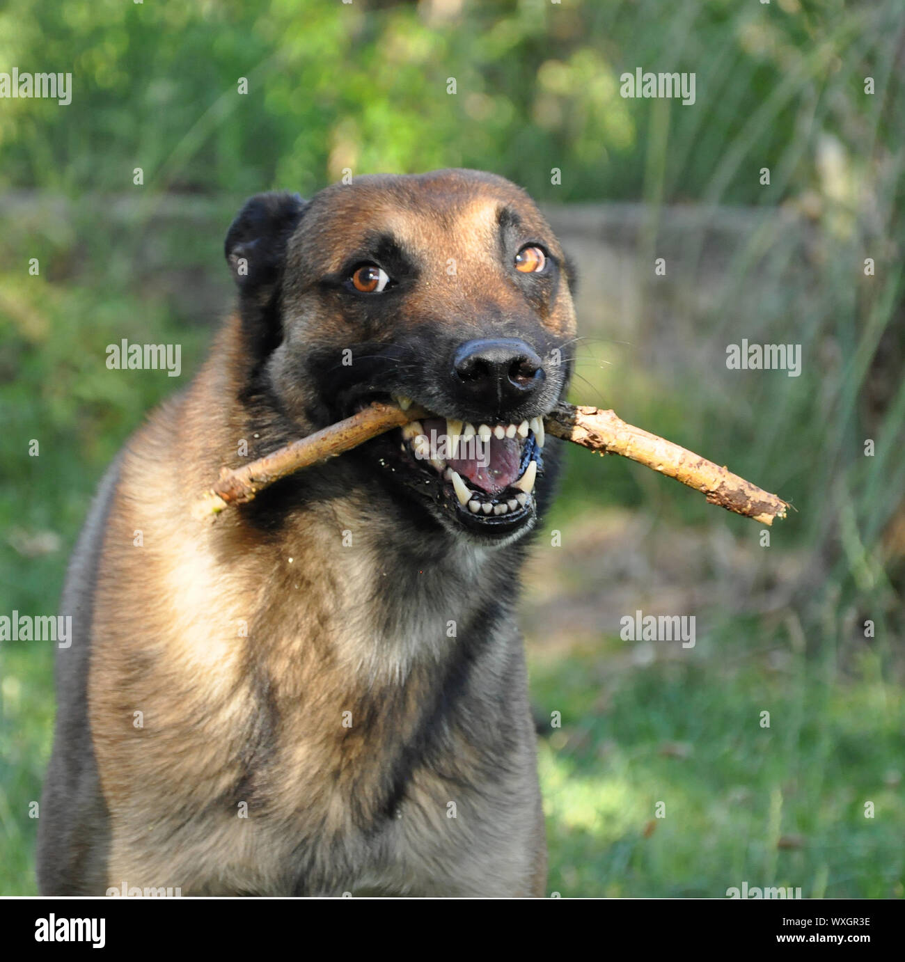 Immagine di una razza belga arrabbiato sheepdog malinois Foto Stock