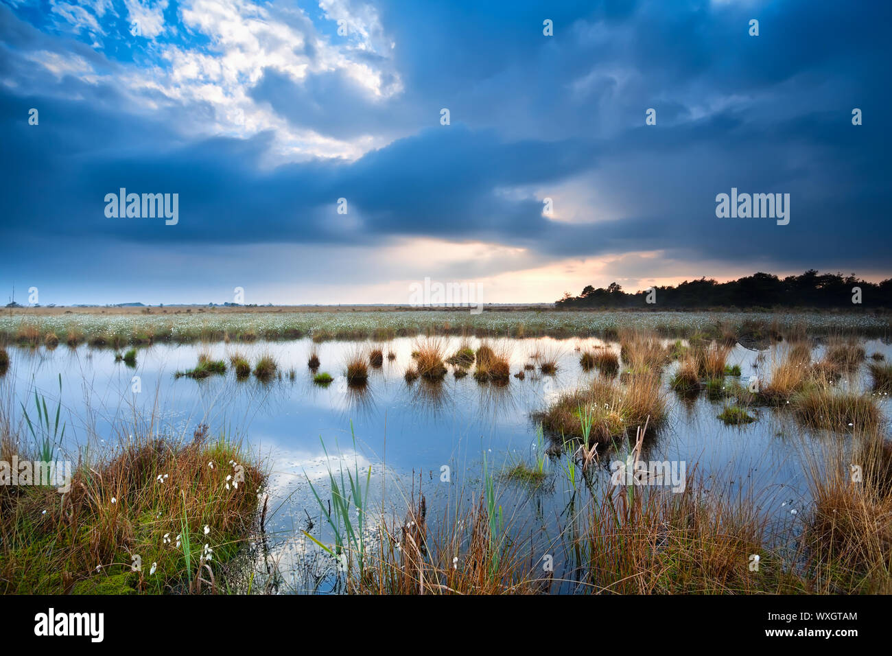 Tranquilla meteo su swamp prima del tramonto Foto Stock