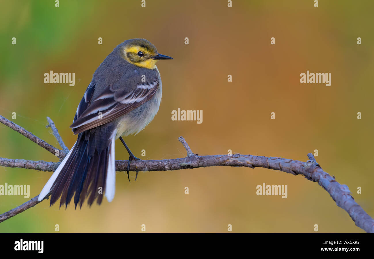 Elegante femmina wagtail citrino in posa con ventola spalmabili di coda e piume Foto Stock