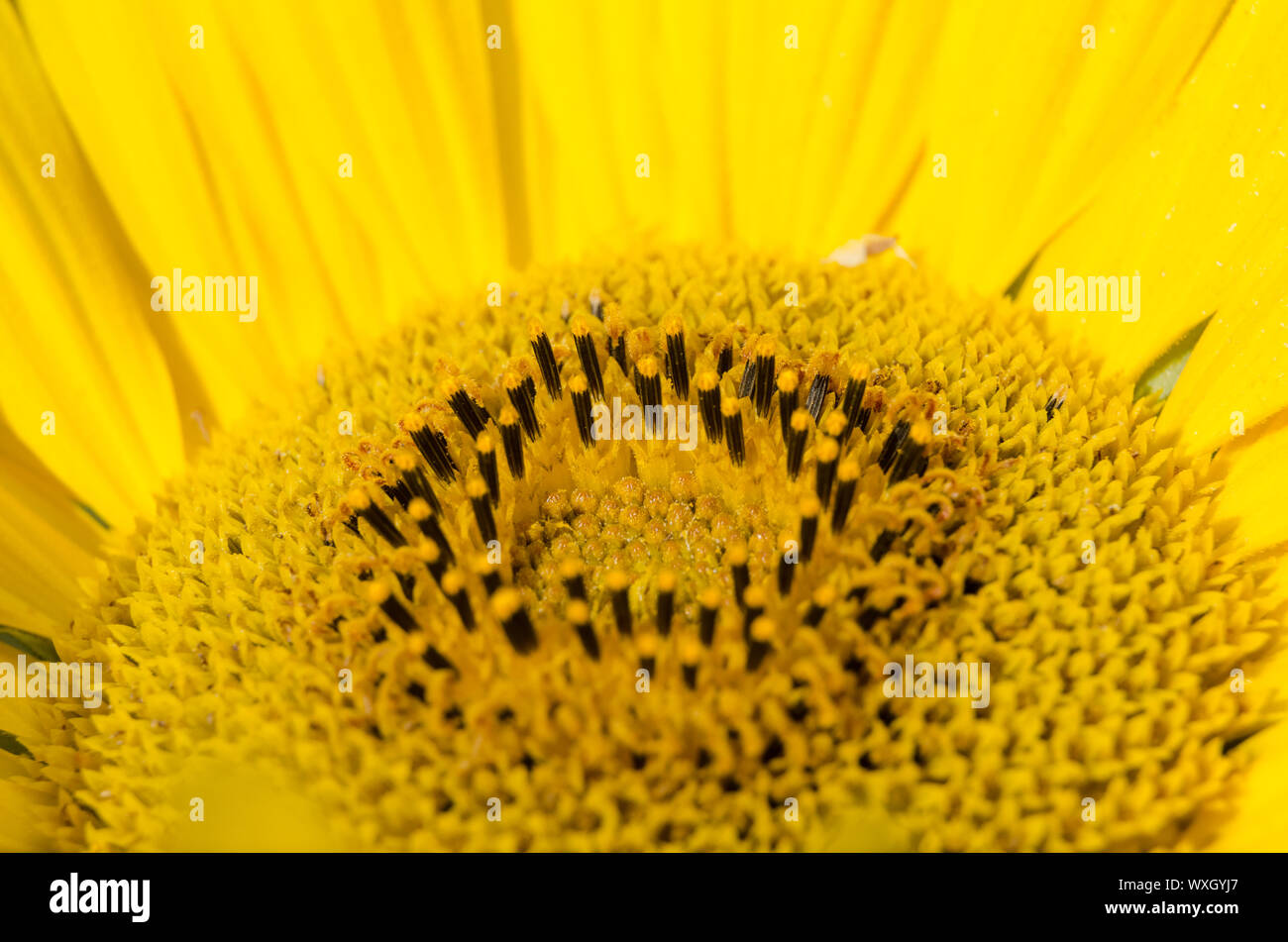 Helianthus, macro di un girasole con dettagli fini Foto Stock