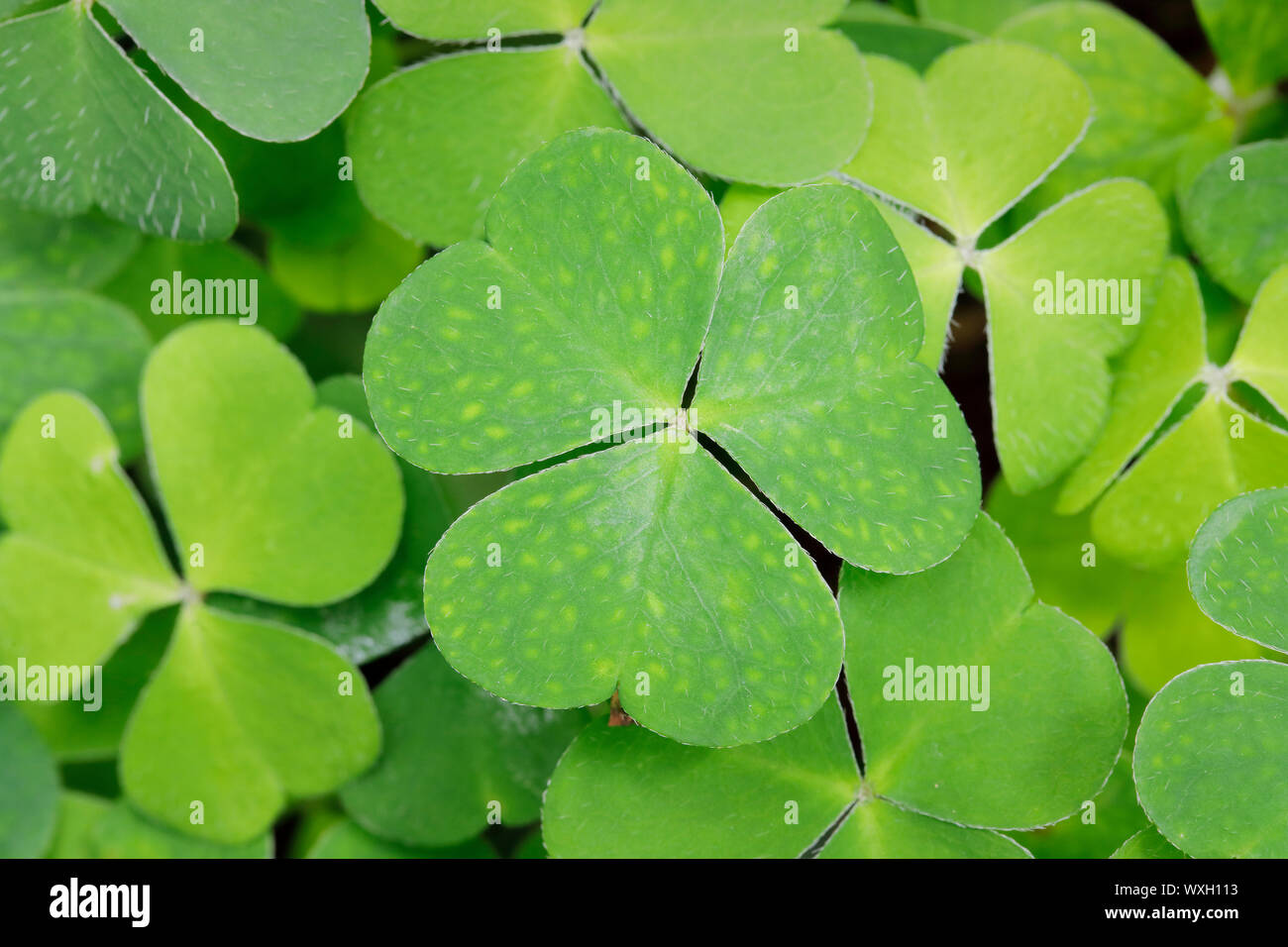 Wood Sorrel Oxalis Acetosella Foglie Svizzera Foto Stock Alamy