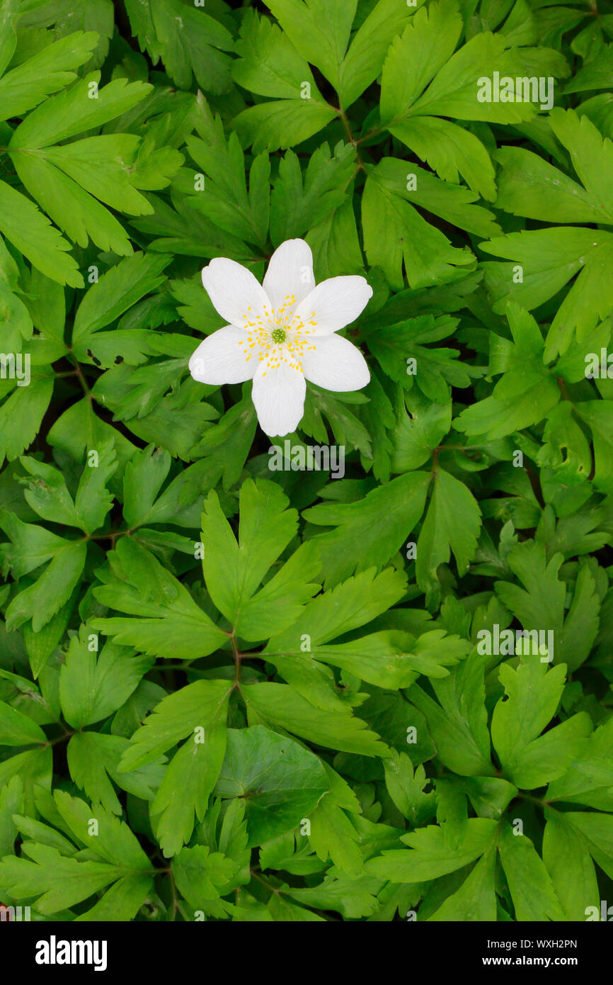 Legno Anemone, Windflower (Anemone nemorosa ,). Unico fiore tra le foglie. Svizzera Foto Stock