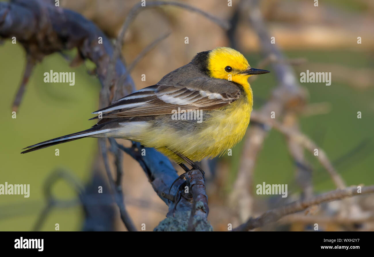 Maschio wagtail citrino in piena di colori per adulti seduti in mezzo di ramoscelli e bastoni Foto Stock