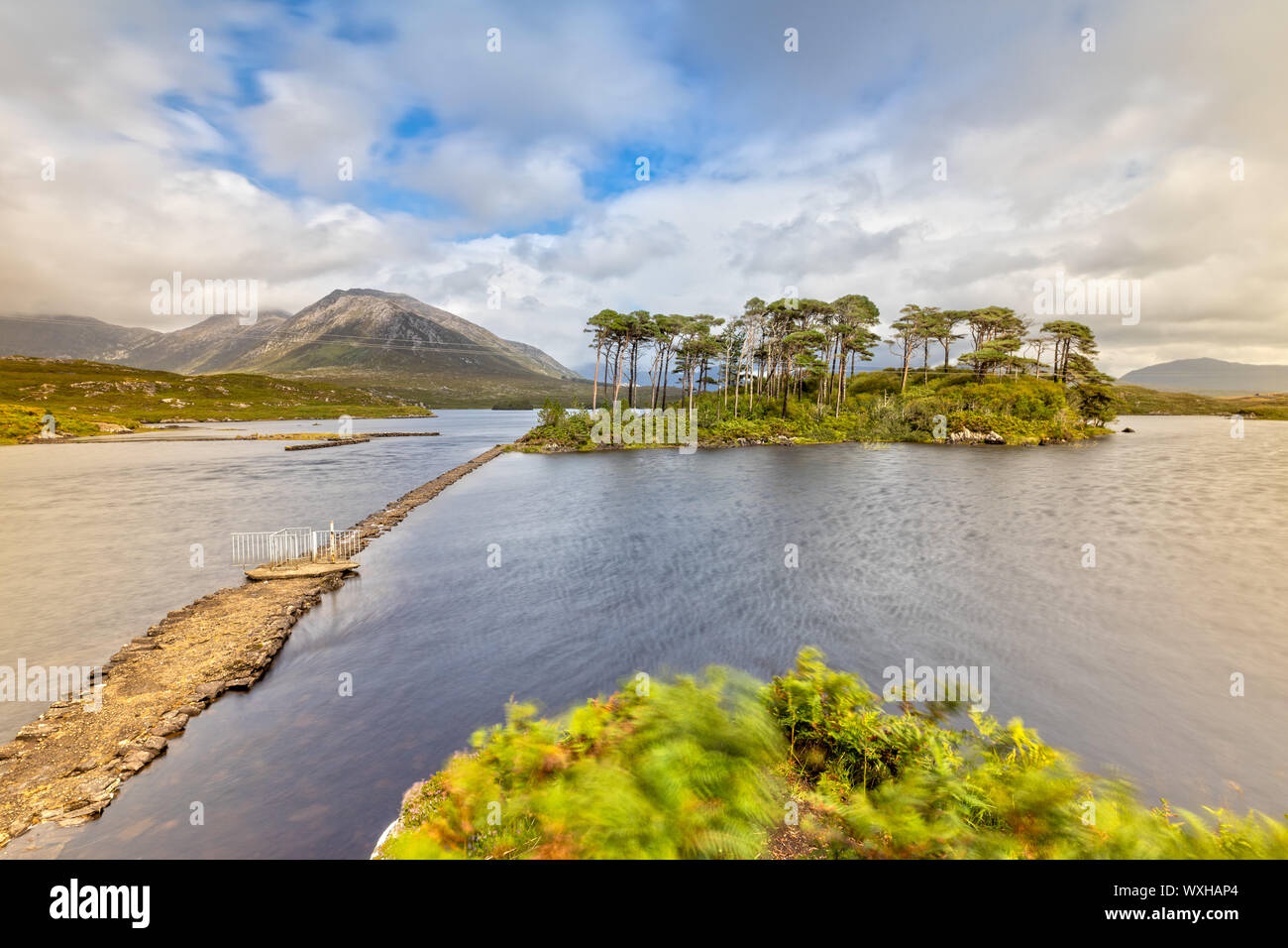 Pine Island in Derryclare Lough nel Parco Nazionale del Connemara, Irlanda Foto Stock