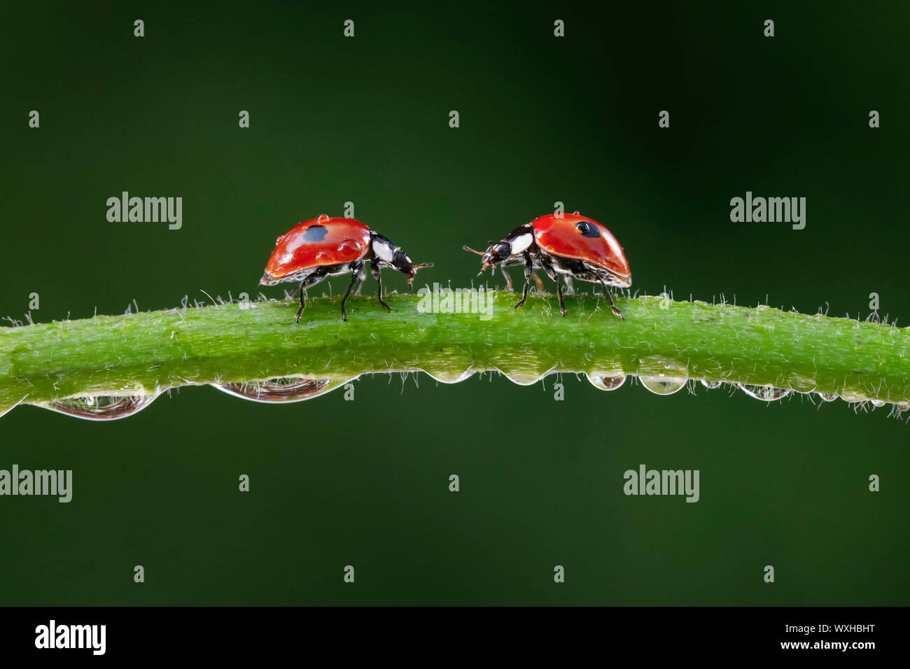 Due macchie coccinella, due macchie Lady Beetle (Adalia bipunctata). Due coleotteri su una rugiada-coperto levetta. Svizzera Foto Stock