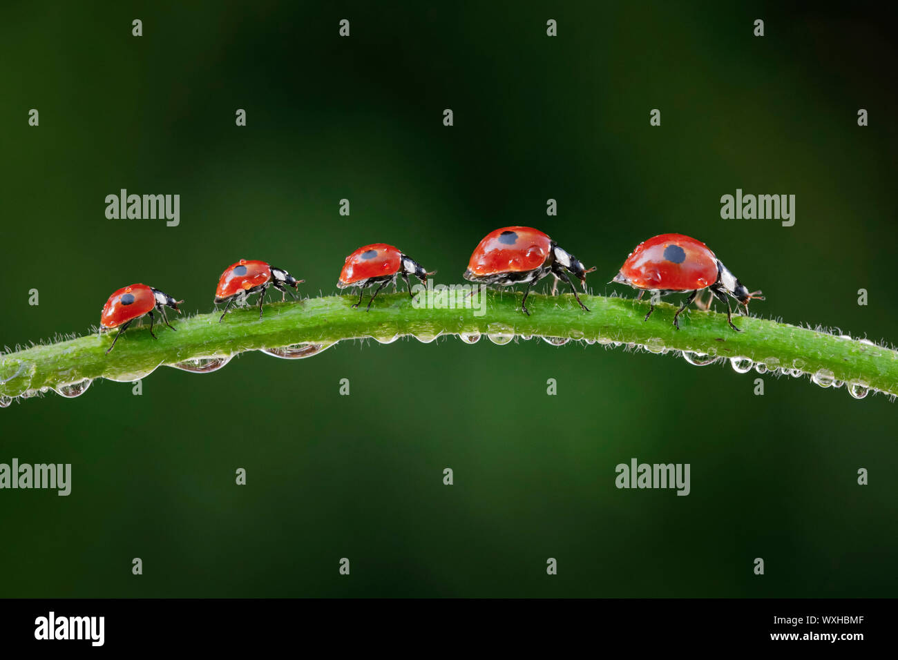 Due macchie coccinella, due macchie Lady Beetle (Adalia bipunctata). Cinque coleotteri su una rugiada-coperto levetta. La composizione digitale. Foto Stock